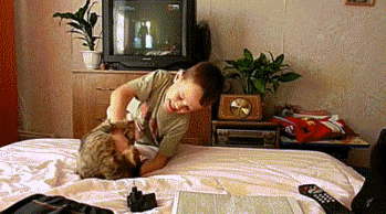 cat-sitter-05.gif